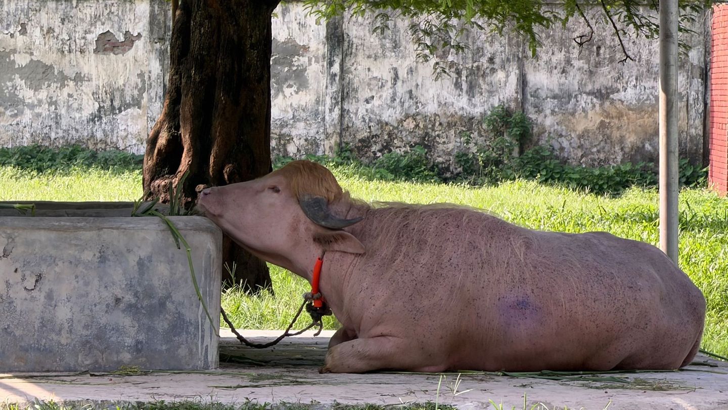 In Bangladesch wird ein Albino-Büffel durch seine blonde Haartolle zum Internet-Star - und in letzter Minute gerettet. Foto: Naz