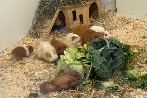 21 Meerschweinen sind in zwei Transportboxen ausgesetzt worden, die in Plastiktüten steckten und in der prallen Sonne standen. F