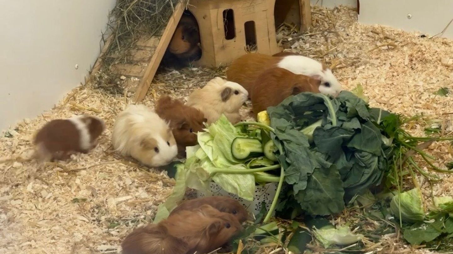 21 Meerschweinen sind in zwei Transportboxen ausgesetzt worden, die in Plastiktüten steckten und in der prallen Sonne standen. F