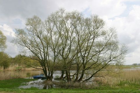 Havel-Aue bei Garz in Brandenburg