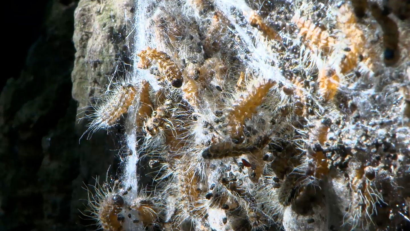 Die feinen Haare des Prozessionsspinners enthalten ein Nesselgift, das Beschwerden auslösen kann - hier ein Nest an einem Baum a