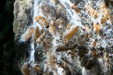 Die feinen Haare des Prozessionsspinners enthalten ein Nesselgift, das Beschwerden auslösen kann - hier ein Nest an einem Baum a