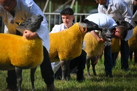 Shepton Mallet, England. Auf der Royal Bath & West Show werden Schafe bewertet. Die traditionsreiche Messe ist eine der ältesten noch bestehenden Landwirtschaftsmessen Englands und erstreckt sich über drei Tage. Die erste Ausstellung fand 1852 in Taunton statt. Anschließend tourte sie mehr als 100 Jahre lang durch das Land, bevor sie 1965 in Shepton Mallet eine feste Heimat fand.