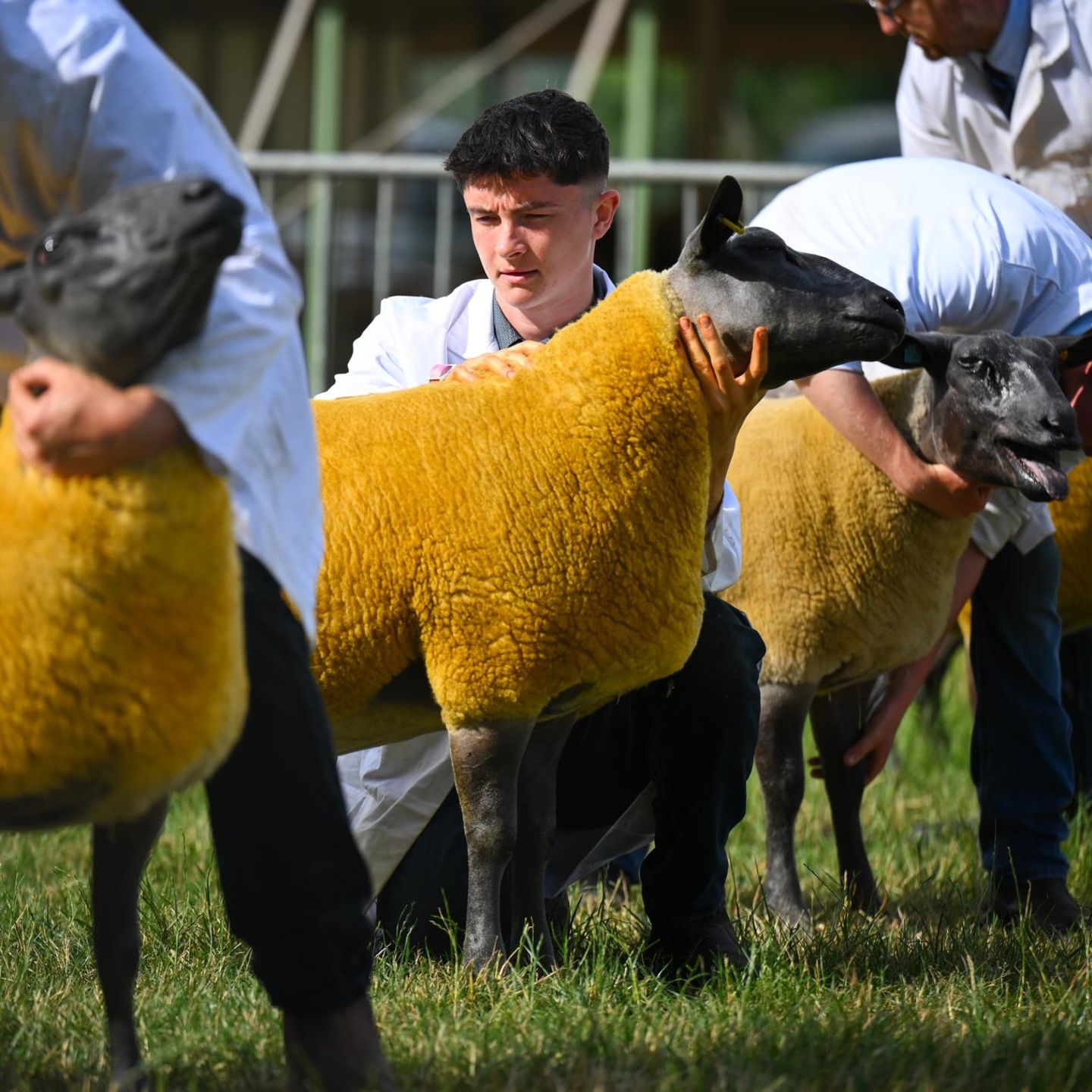 Shepton Mallet, England. Auf der Royal Bath & West Show werden Schafe bewertet. Die traditionsreiche Messe ist eine der ältesten noch bestehenden Landwirtschaftsmessen Englands und erstreckt sich über drei Tage. Die erste Ausstellung fand 1852 in Taunton statt. Anschließend tourte sie mehr als 100 Jahre lang durch das Land, bevor sie 1965 in Shepton Mallet eine feste Heimat fand.
