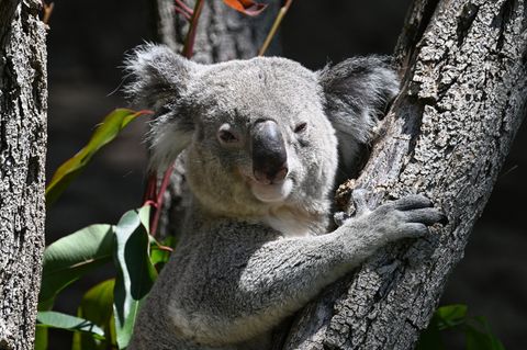 Drei Koalas leben jetzt noch im Stuttgarter Zoo. Foto: Bernd Weißbrod/dpa