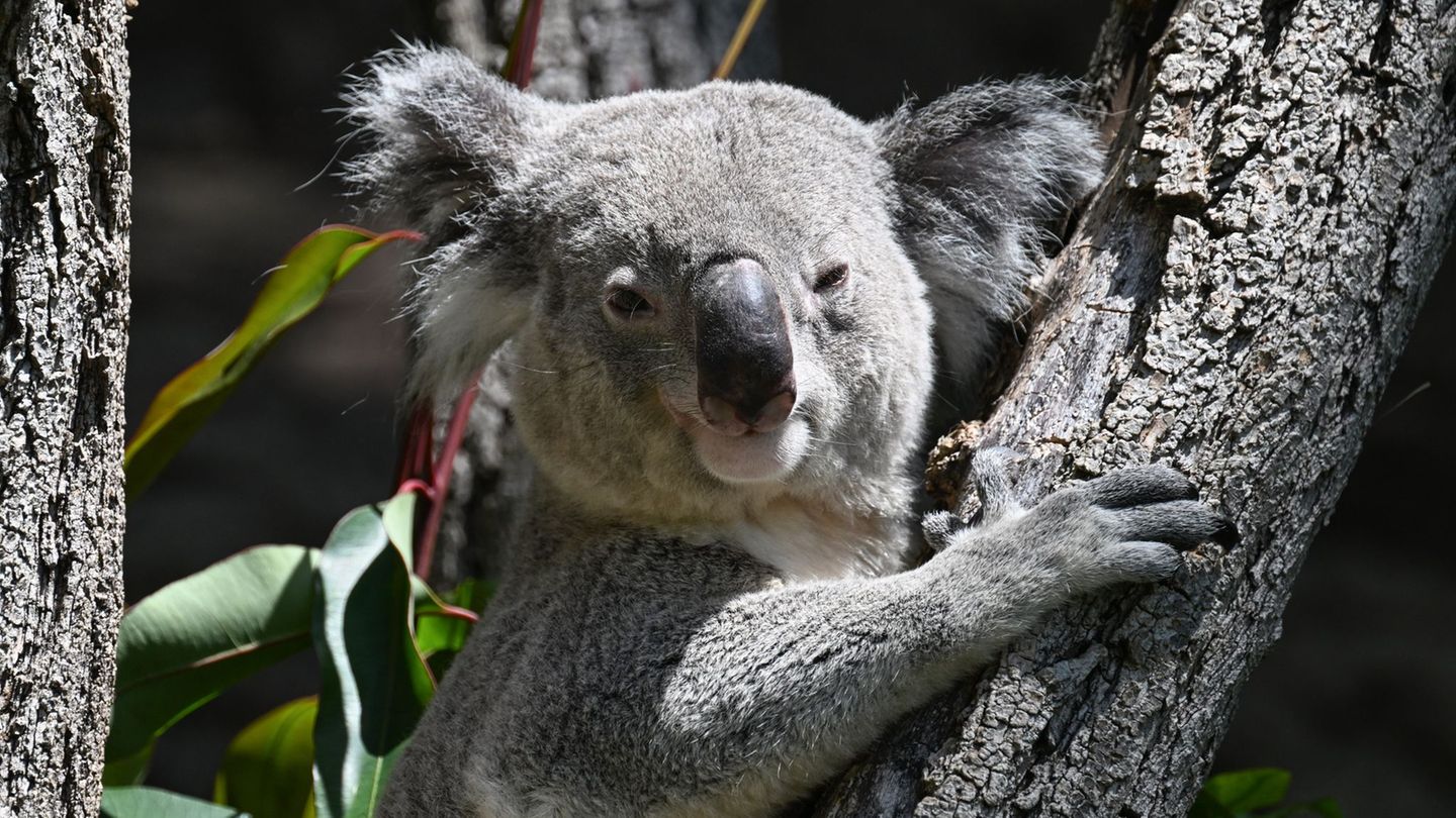 Drei Koalas leben jetzt noch im Stuttgarter Zoo. Foto: Bernd Weißbrod/dpa