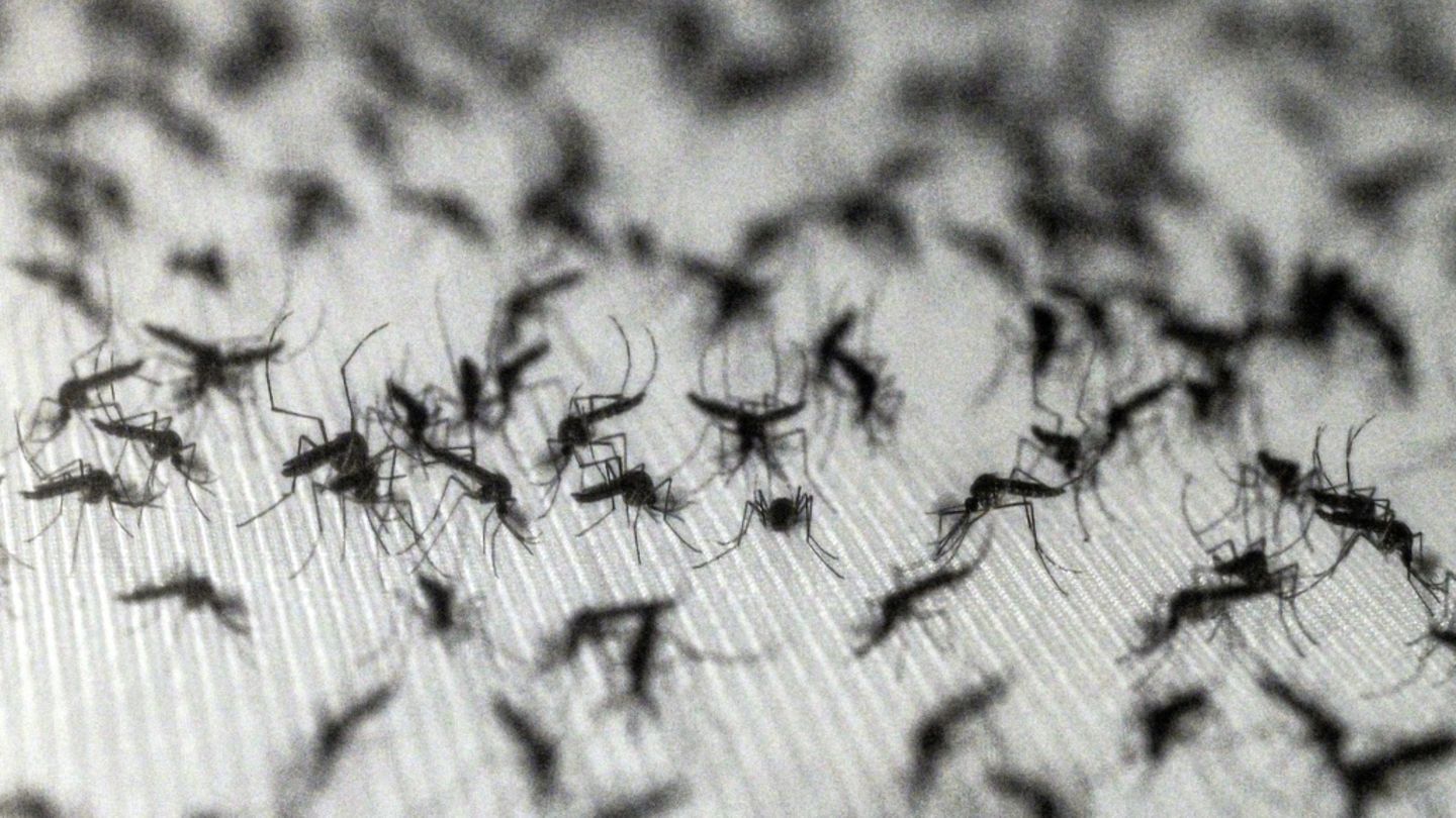Lernfähige Blutsauger: Warum Insektenspray Mücken sogar anziehen kann