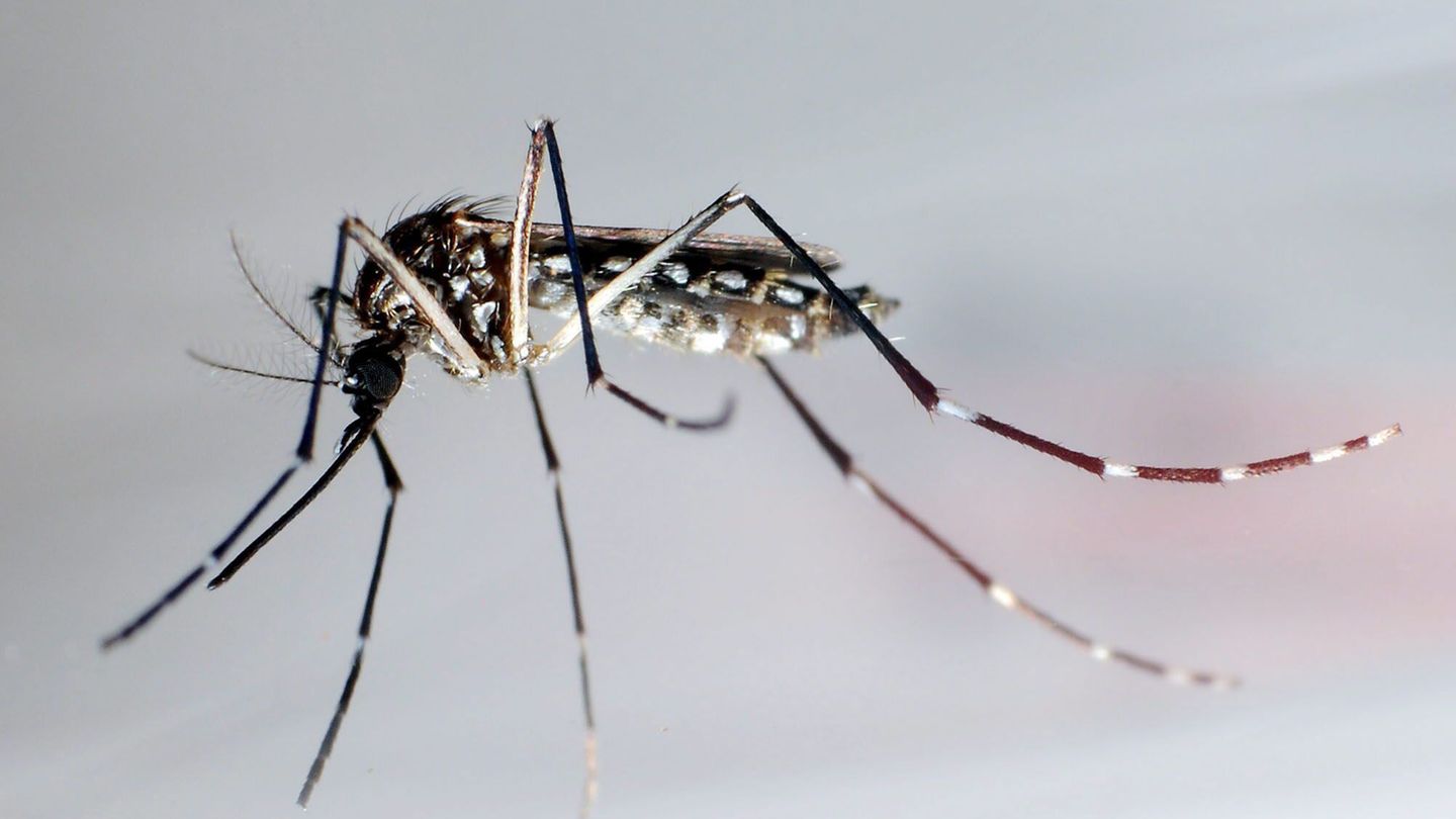 Lernfähige Blutsauger: Forscher finden heraus, dass Insektenspray Mücken sogar anziehen kann