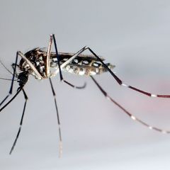 Gelbfiebermücken zeigten beim Experiment mit Mückenspray erstaunliche Lernfähigkeiten