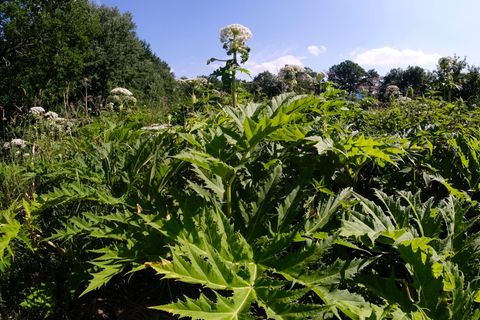 Der Riesenbärenklau (Heracleum mantegazzianum), auch Herkulesstaude genannt, stammt laut Nabu ursprünglich aus dem Kaukasus und