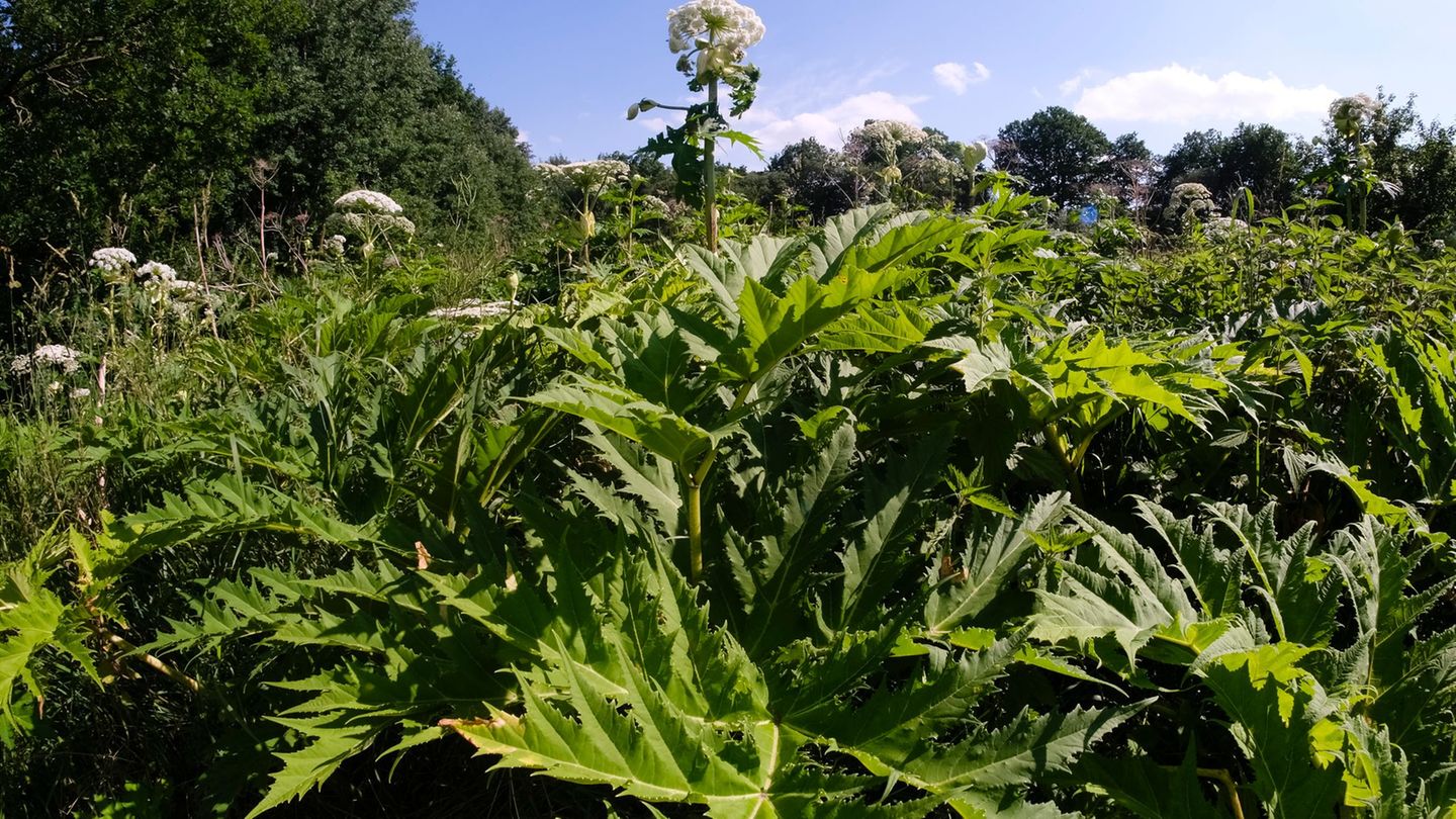 Der Riesenbärenklau (Heracleum mantegazzianum), auch Herkulesstaude genannt, stammt laut Nabu ursprünglich aus dem Kaukasus und