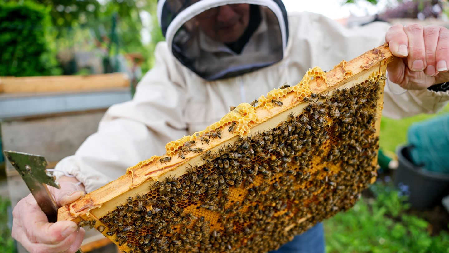 Auf einer Honigwabe tummeln sich zig Bienen. Foto: Thomas Banneyer/dpa