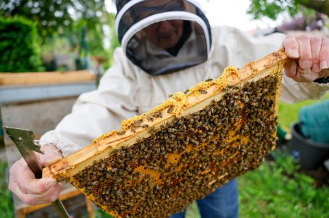 Auf einer Honigwabe tummeln sich zig Bienen. Foto: Thomas Banneyer/dpa