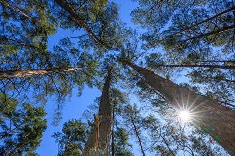 In Brandenburg ist die Waldbrandgefahr aktuell hoch. (Symbolbild) Foto: Patrick Pleul/dpa