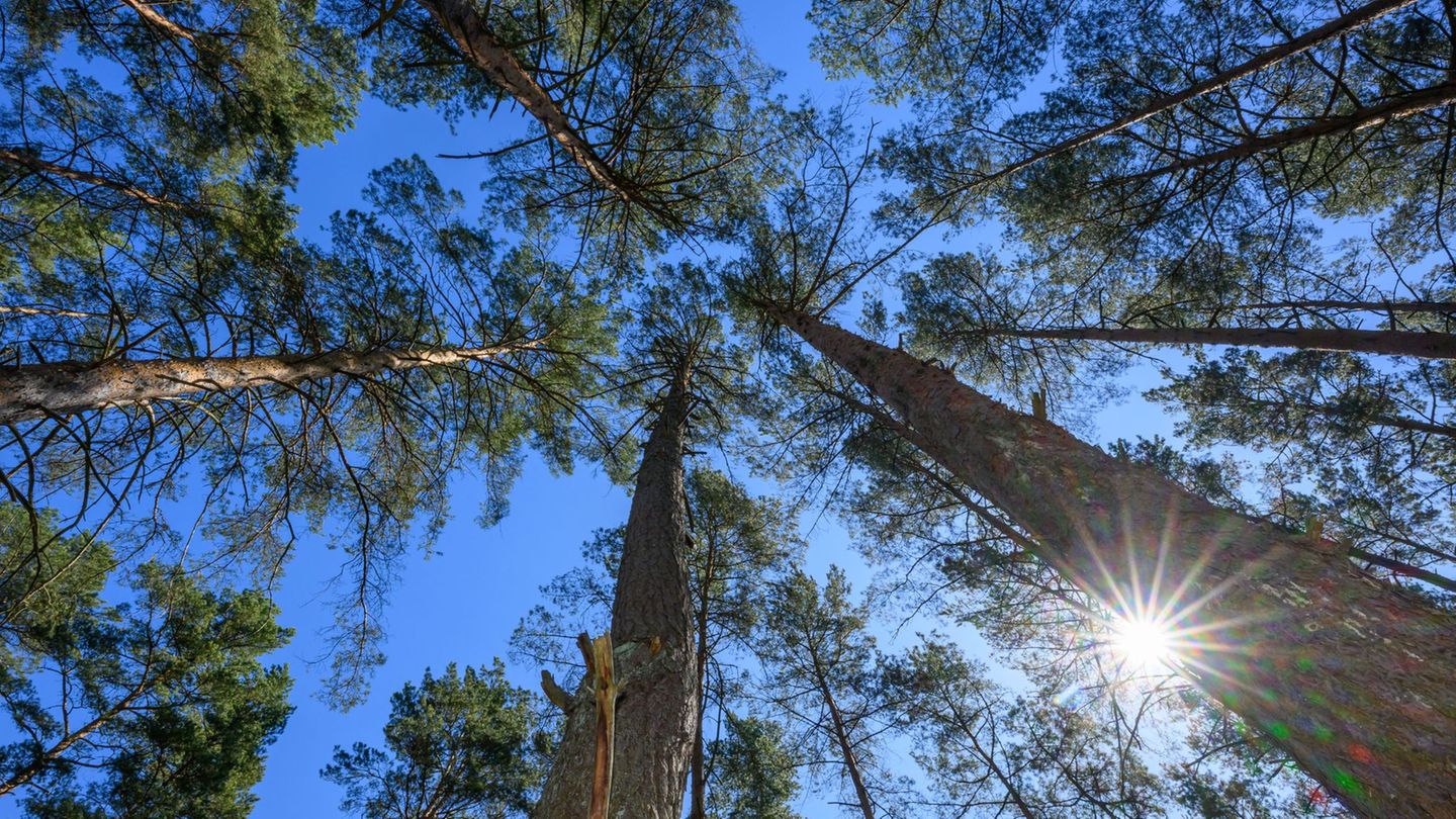 In Brandenburg ist die Waldbrandgefahr aktuell hoch. (Symbolbild) Foto: Patrick Pleul/dpa