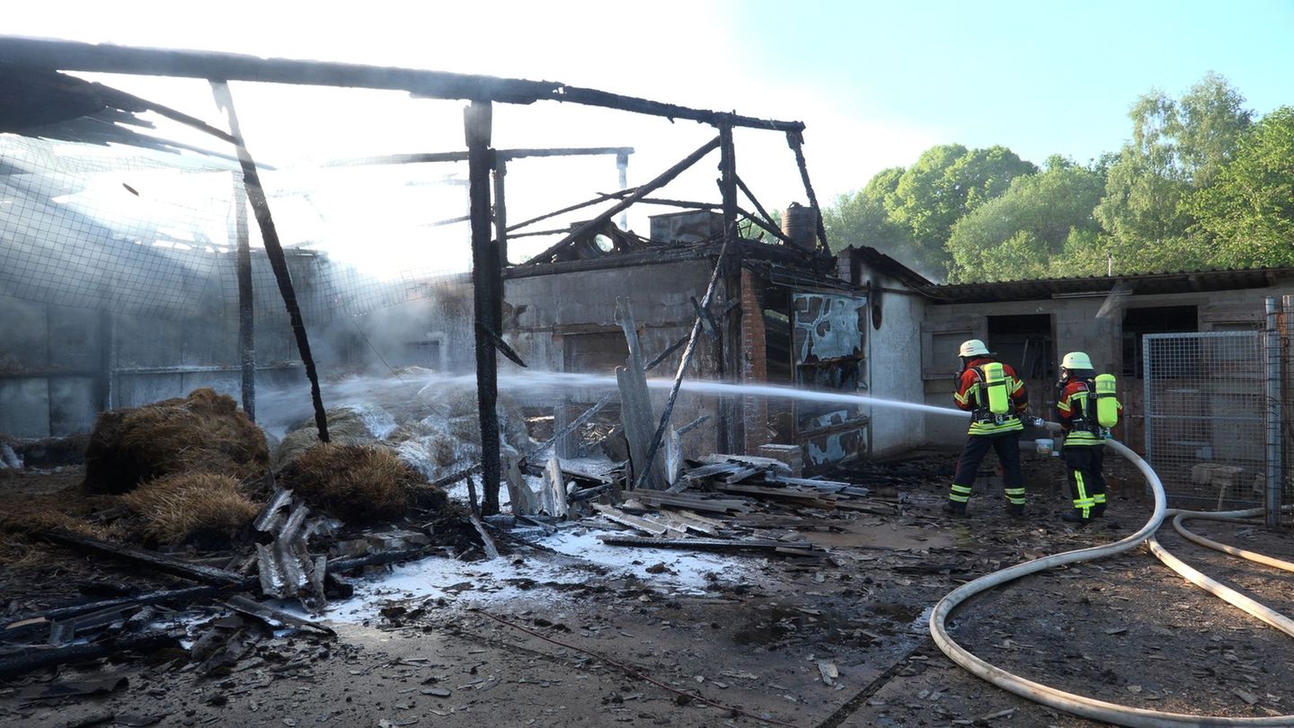 Nach einem Brand in einem Geflügelhof in Rehlingen-Siersburg rettet ein Verein überlebende Hennen und vermittelt sie weiter. Fot