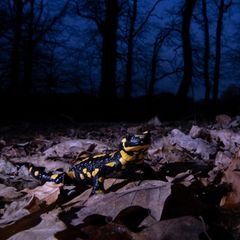 Feuersalamander bei Nacht im Wald (Symbolbild Amphibiensterben)
