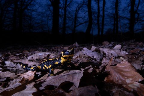 Feuersalamander bei Nacht im Wald (Symbolbild Amphibiensterben)
