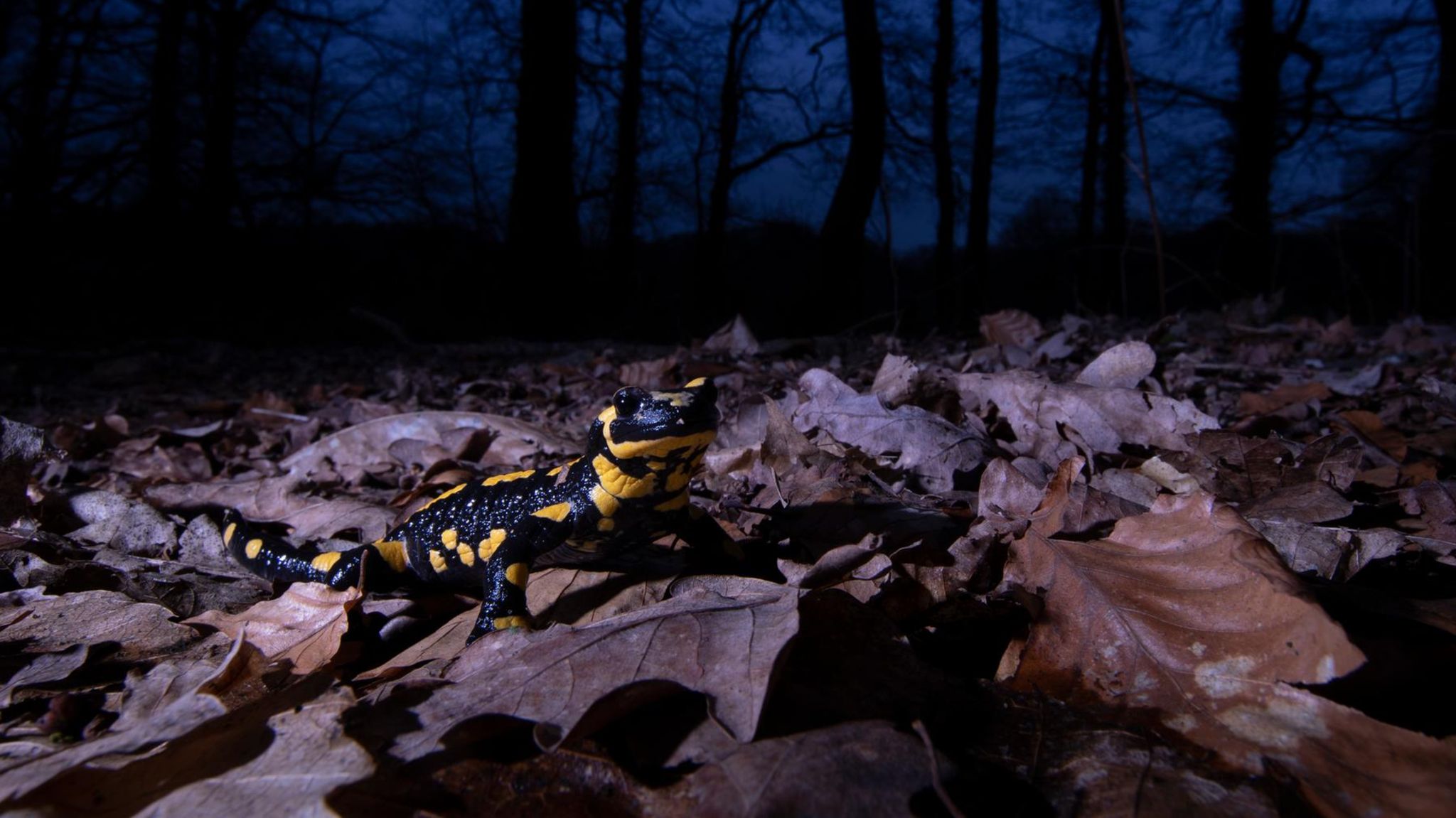 Feuersalamander bei Nacht im Wald (Symbolbild Amphibiensterben)
