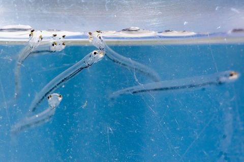 Der Maifisch verbringt den größten Teil seines Lebens im Meer. (Archivbild) Foto: Christoph Schmidt/dpa