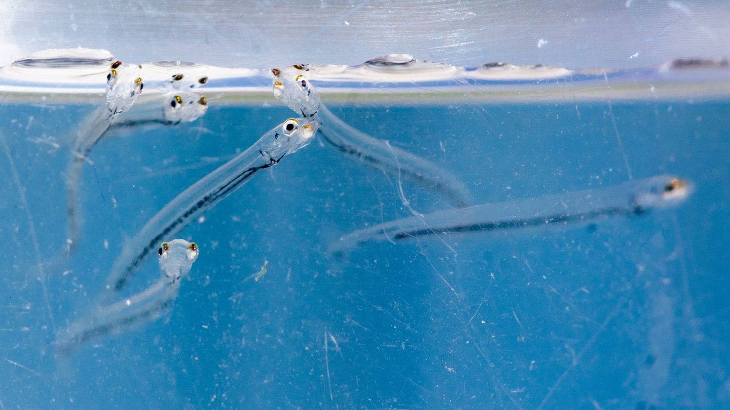 Der Maifisch verbringt den größten Teil seines Lebens im Meer. (Archivbild) Foto: Christoph Schmidt/dpa