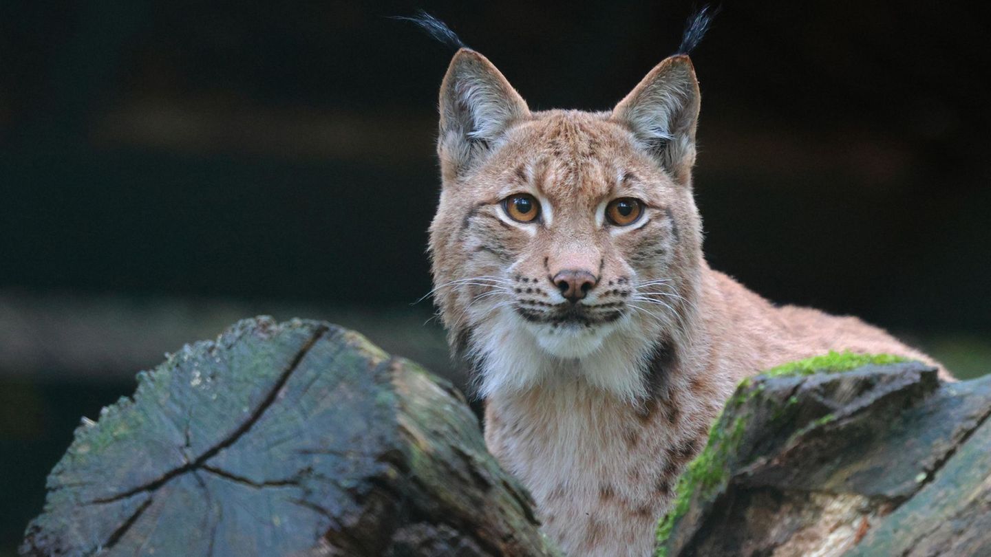 Ein Luchskopf wurde in Nordhessen gefunden. (Symbolbild) Foto: Claudia Philipp/Zoo Wuppertal/dpa