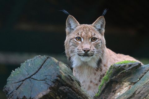 Ein Luchskopf wurde in Nordhessen gefunden. (Symbolbild) Foto: Claudia Philipp/Zoo Wuppertal/dpa