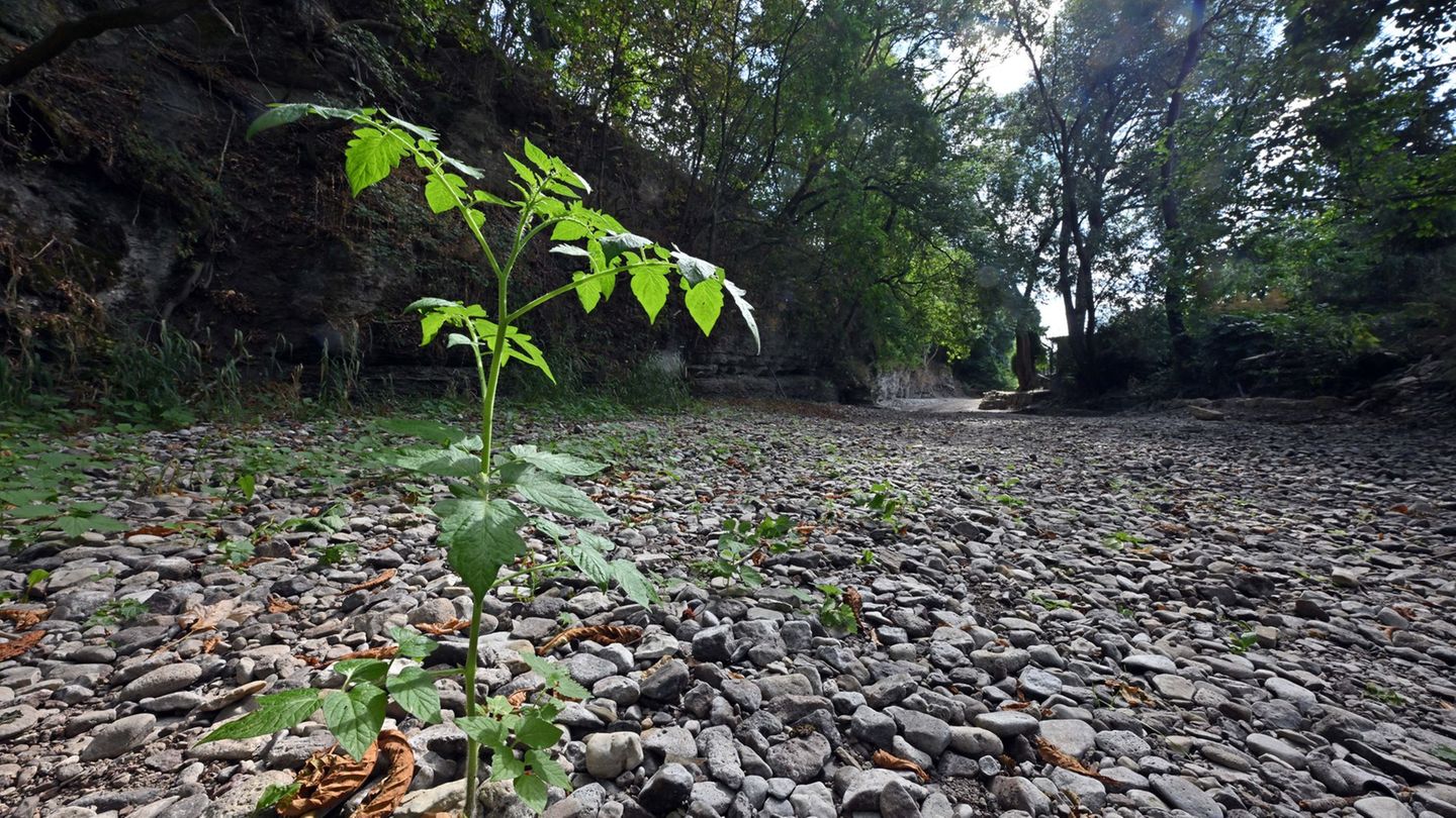 So sieht es aus, wenn ein Fluss austrocknet. Hier ein Beispiel aus Thüringen. (Symbolbild) Foto: Martin Schutt/dpa