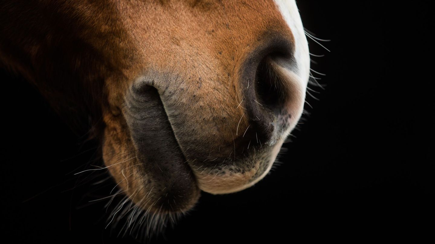 Laut Polizei war die Reiterin mit dem Pferd auf einem Feldweg unterwegs, als es zum Vorfall kam. (Symbolbild) Foto: Rolf Vennenb
