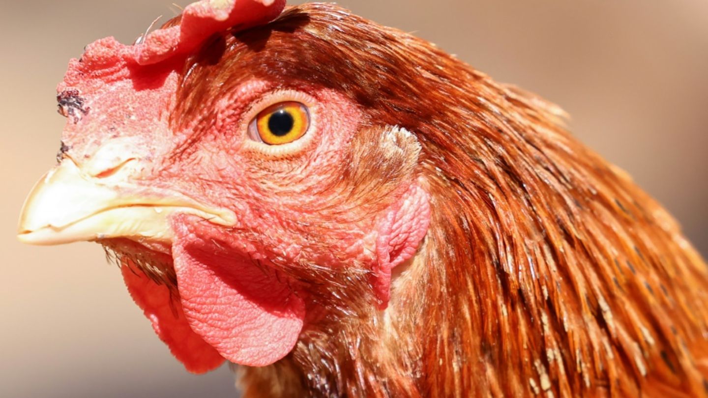 Huhn