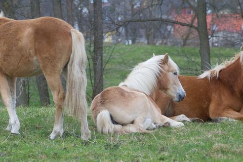 Thüringen will seine Haflinger-Herde versteigern. (Symbolbild) Foto: picture alliance / ZB