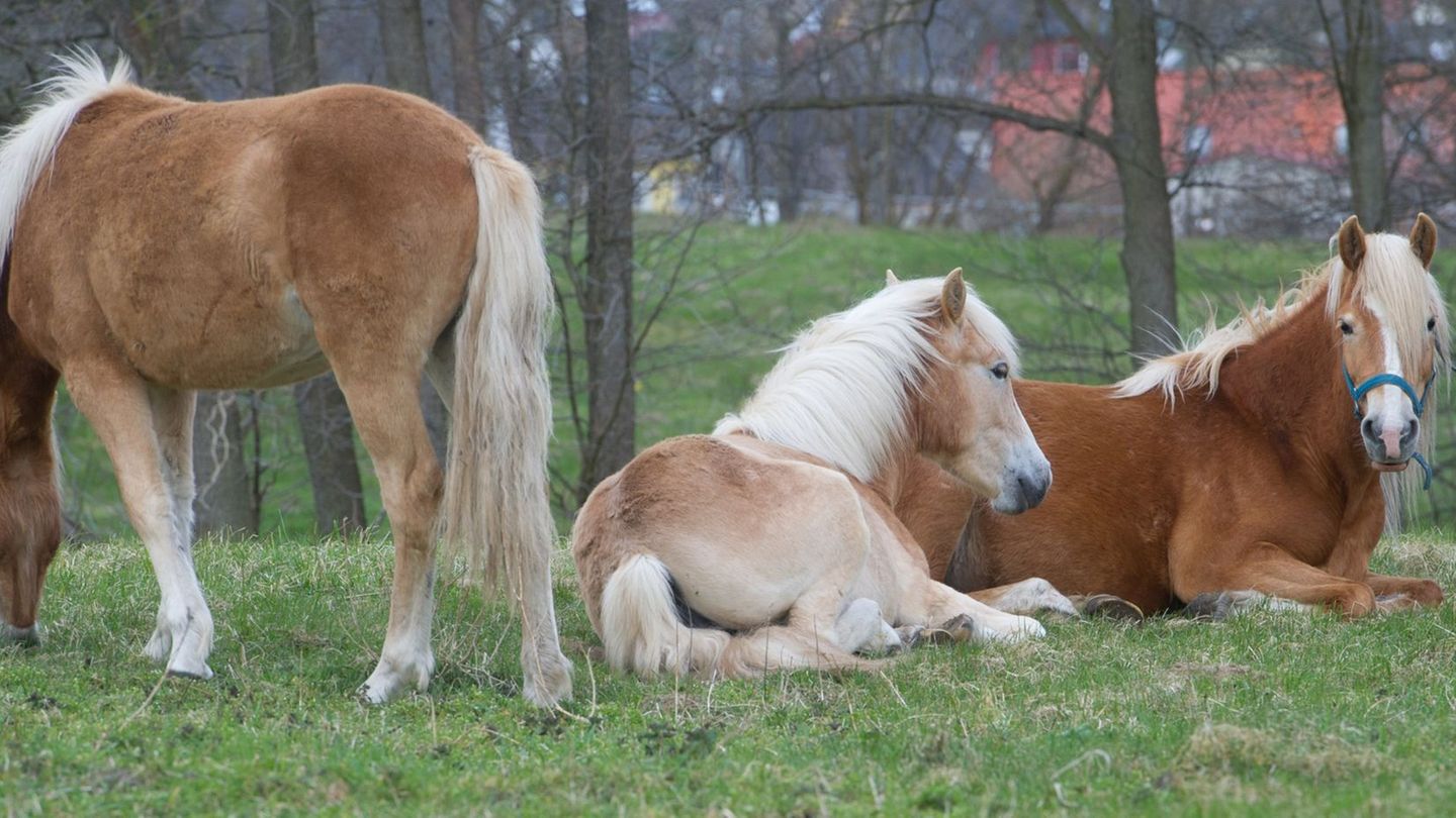 Thüringen will seine Haflinger-Herde versteigern. (Symbolbild) Foto: picture alliance / ZB