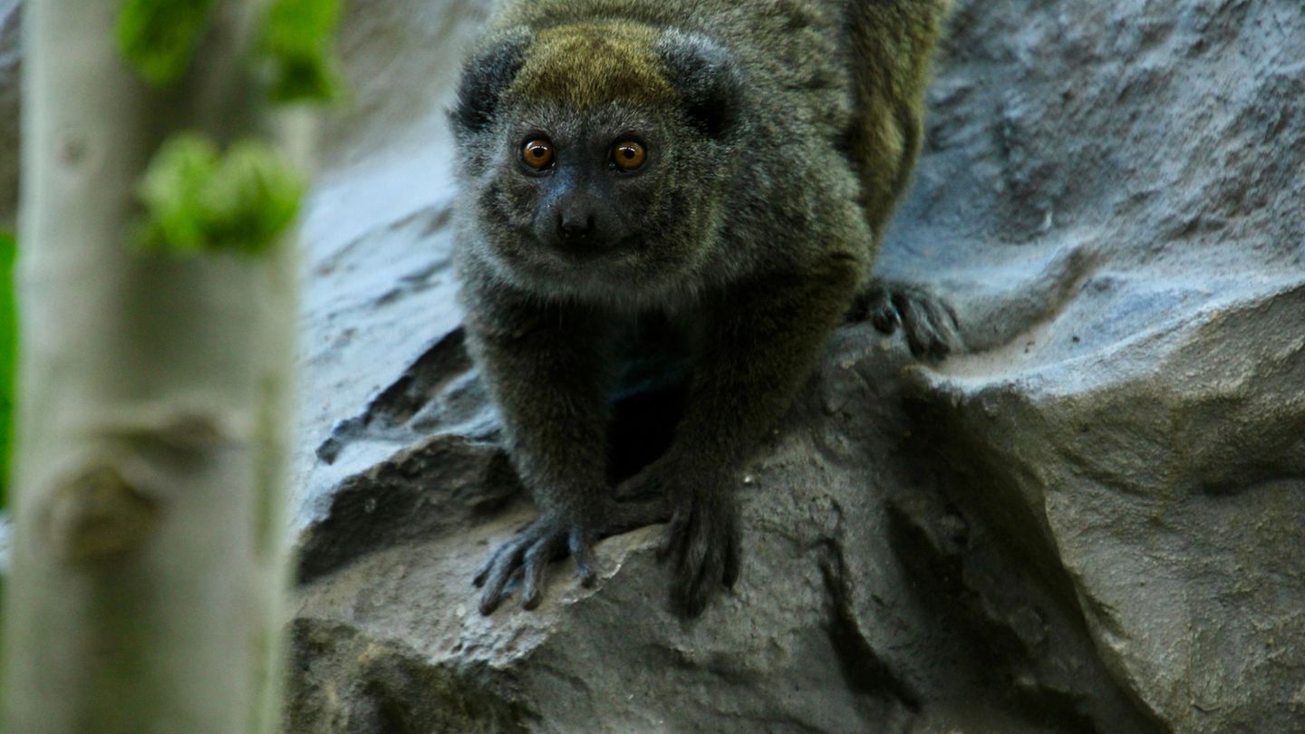 Erstmals leben zwei Tiere der bedrohten Primatenart in dem Zoo. (Handoutbild) Foto: Ben Ulrich/Zoo Neuwied/dpa