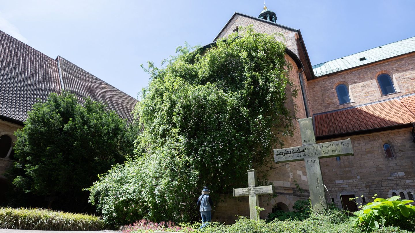 Der „1000-jährige Rosenstock“ am Hildesheimer Dom blüht. Foto: Julian Stratenschulte/dpa