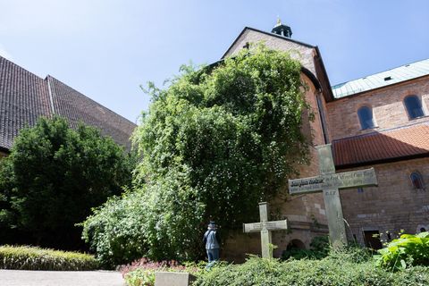 Der „1000-jährige Rosenstock“ am Hildesheimer Dom blüht. Foto: Julian Stratenschulte/dpa