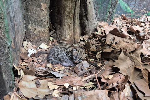 Margays bringen meistens nur ein Jungtier zur Welt. (Handoutbild) Foto: -/© 2026 Zoo Berlin / © 2026 Tierpark Berlin/dpa