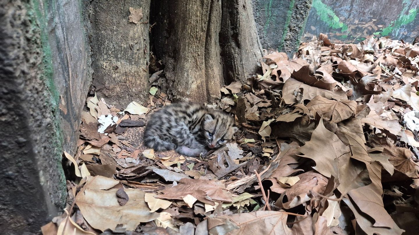 Margays bringen meistens nur ein Jungtier zur Welt. (Handoutbild) Foto: -/© 2026 Zoo Berlin / © 2026 Tierpark Berlin/dpa