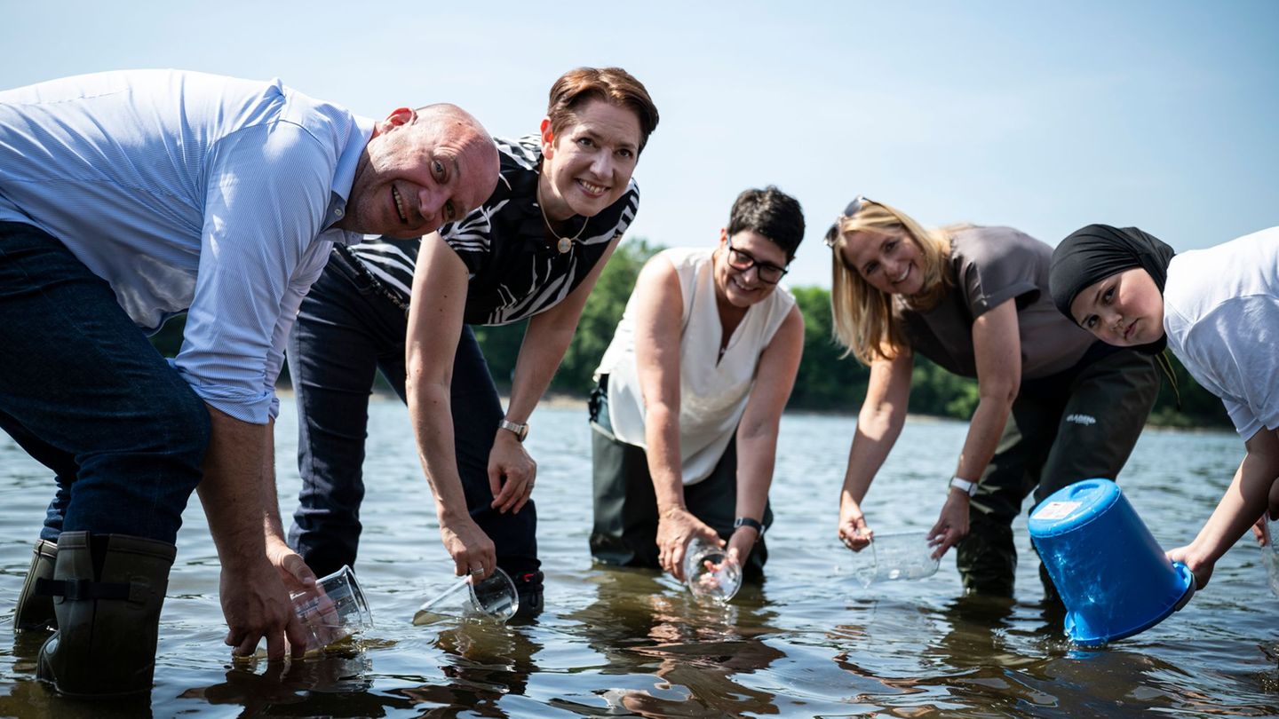 Bei einem offiziellen Termin des länderübergreifenden Projekts wurden mehrere Zehntausend Maifischlarven in die Freiheit entlass