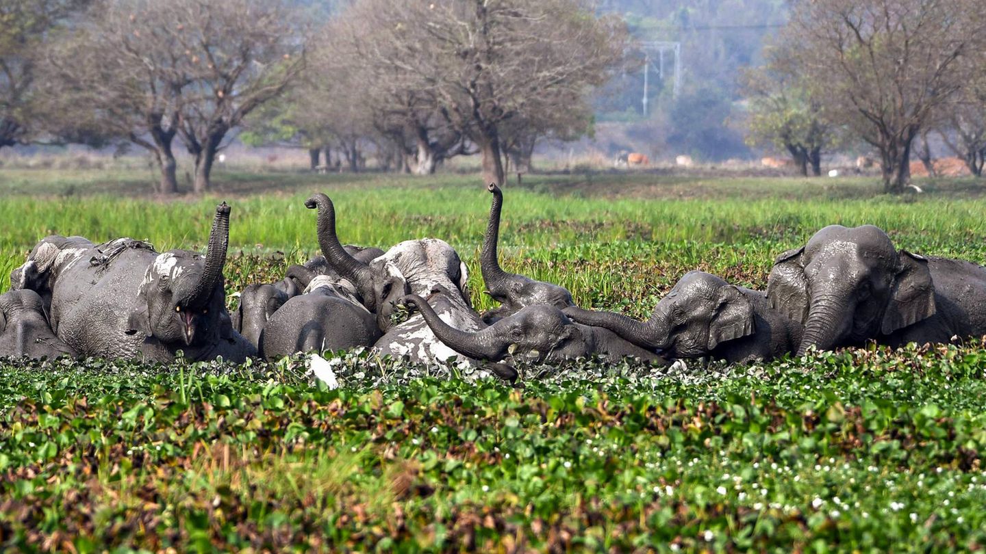 Guwahati, Indien. Eine Herde wilder asiatischer Elefanten kühlt sich in einem Sumpfgebiet im östlichen Indien ab. Aktuelle Temperaturen über 35 Grad und eine hohe Luftfeuchtigkeit scheint auch den Dickhäutern zuzusetzen. Da kommt so ein kleines Schlammbad gerade recht.