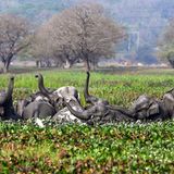Guwahati, Indien. Eine Herde wilder asiatischer Elefanten kühlt sich in einem Sumpfgebiet im östlichen Indien ab. Aktuelle Temperaturen über 35 Grad und eine hohe Luftfeuchtigkeit scheint auch den Dickhäutern zuzusetzen. Da kommt so ein kleines Schlammbad gerade recht.