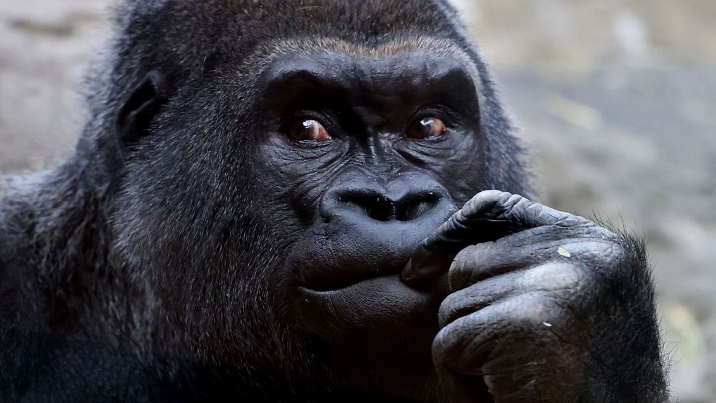 Gorilla Christine Webb
