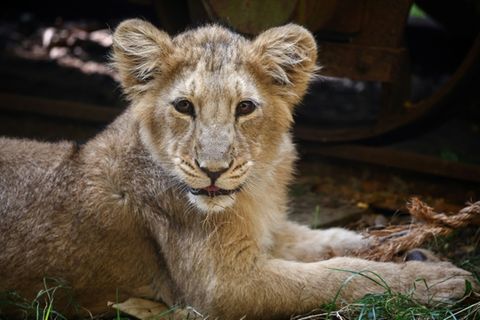Asiatischer Löwe im Londoner Zoo
