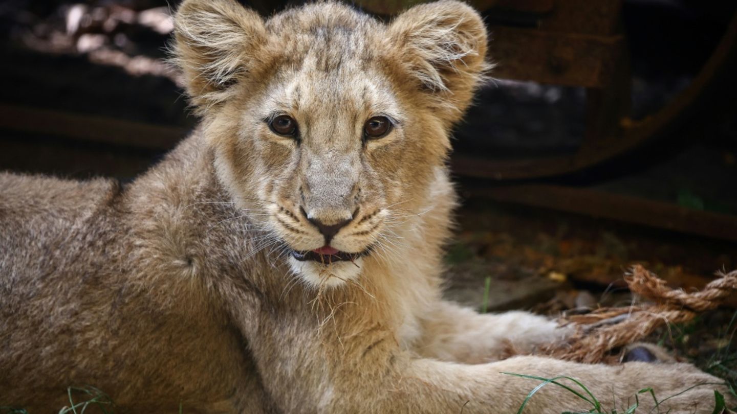 Asiatischer Löwe im Londoner Zoo