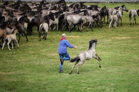 Ein Fang mit Tradition: Die jungen Hengste werden von der Herde getrennt. (Archivbild) Foto: Christoph Reichwein/dpa