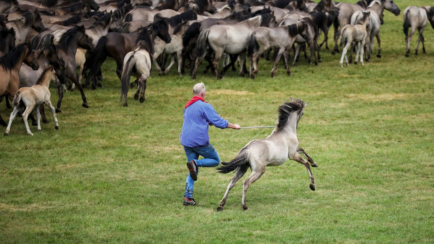 Tradition: Spektakel mit jungen Hengsten: Wildpferdefang im Münsterland