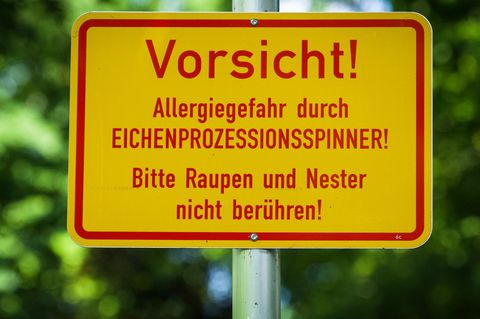 Der Schädling breitet sich auch in Sachsen aus. (Archivbild) Foto: Soeren Stache/dpa