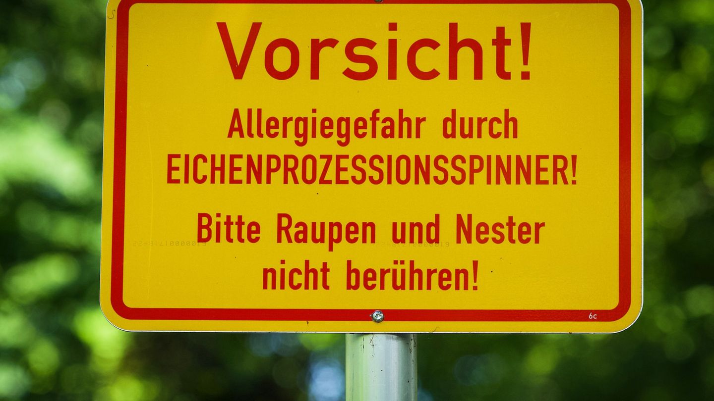 Schädling: Eichenprozessionsspinner breitet sich in Sachsen aus
