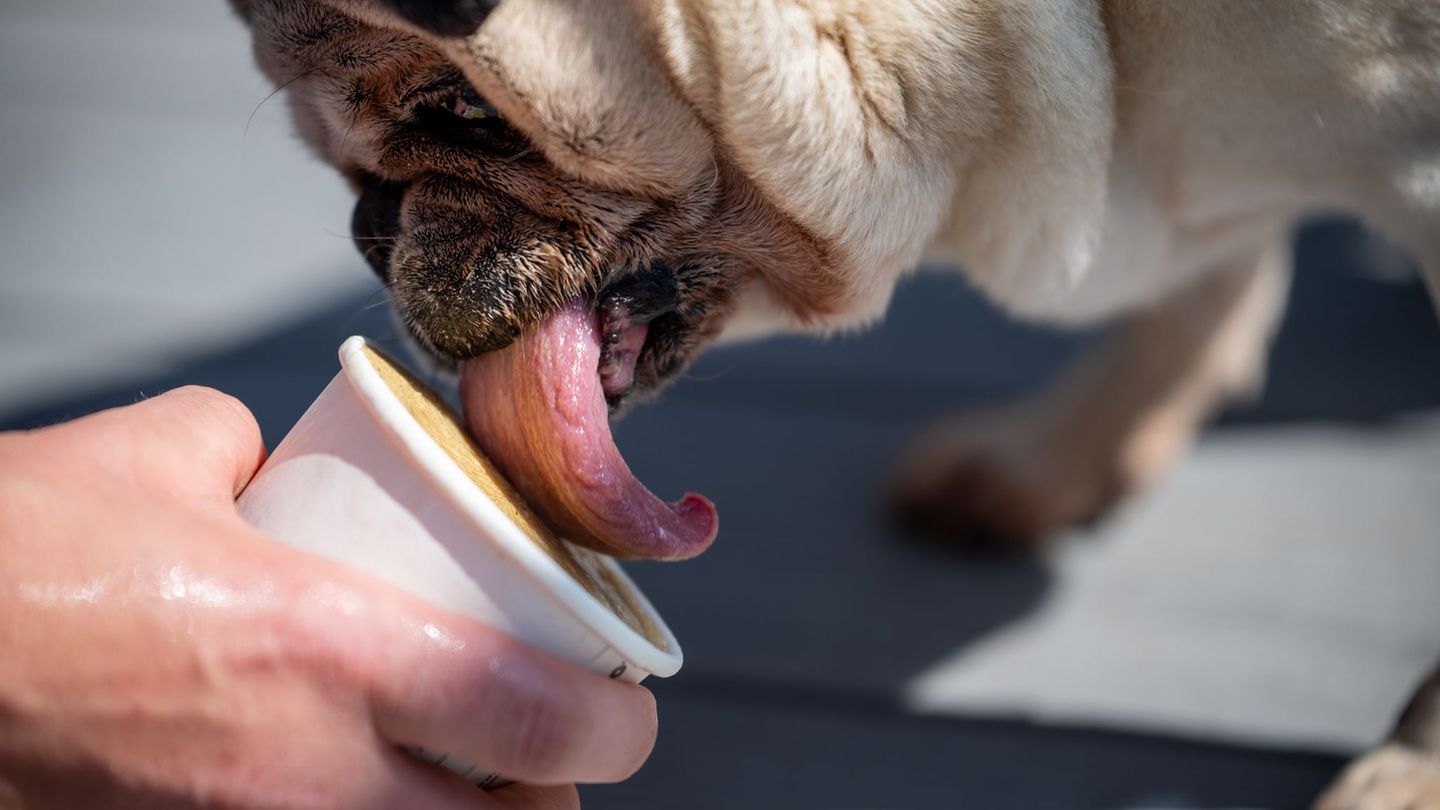Erfrischung für Hunde: Wenn Eisdielen auf den Hund kommen