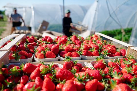 Verbraucher können aktuell besonders günstig Erdbeeren kaufen. (Archivbild) Foto: Uwe Anspach/dpa