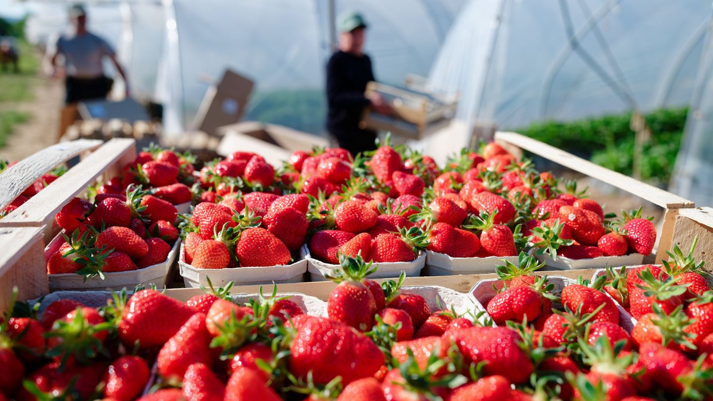 Saisontief: So günstig sind regionale Erdbeeren derzeit zu kaufen